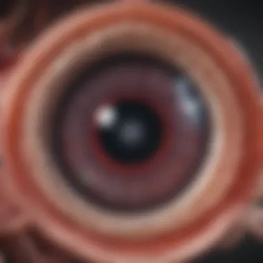Anatomy of the Retina Diagram showing the anatomical structure of the retina