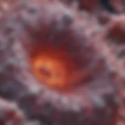 Microscopic view of calcium deposits in breast tissue