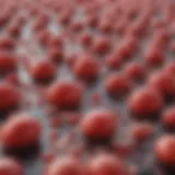 Anatomy of the hematopoietic system