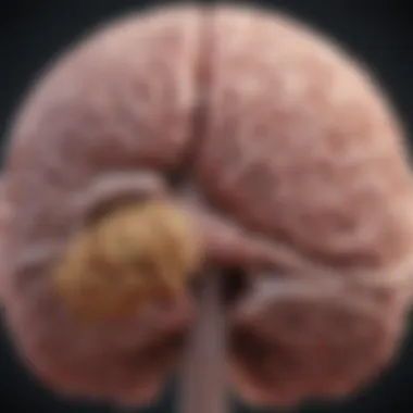 Understanding the Gut-Brain Connection Visual representation of the gut-brain axis concept