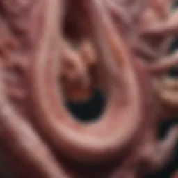 Omentum's role in colon cancer metastasis