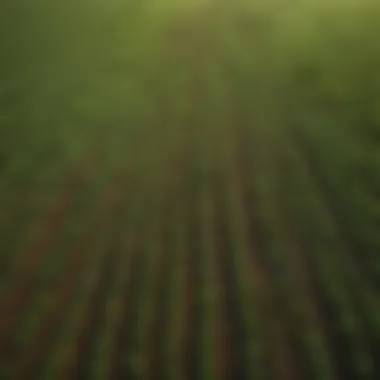 Vast Soy Field Growth Aerial view of a vast soy field showcasing its sprawling growth.