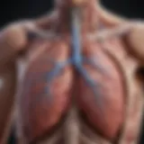 Internal structure of a healthy lung