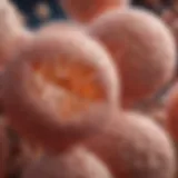 Illustration depicting Lactobacillus rhamnosus GG bacteria in a microscopic view