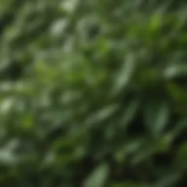 A close-up of green tea leaves showcasing their rich color and texture