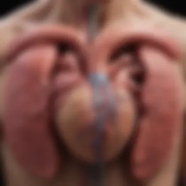 Diagram illustrating types of fibrosis in heart failure