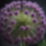 Close-up view of Allium giganteum flowers showcasing their intricate structure