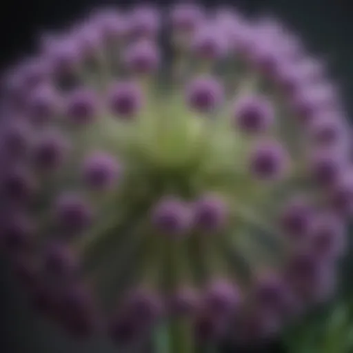 Close-up view of Allium giganteum flowers showcasing their intricate structure