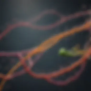 Metabolic Pathways of the FTO Gene Diagram illustrating metabolic pathways influenced by the FTO gene.
