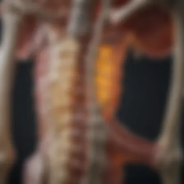 Multilevel Facet Joint Anatomy Diagram illustrating multilevel facet joints in the spine