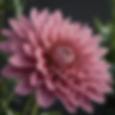 Close-up view of a specific ornamental perennial with intricate petals