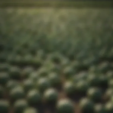 A field of Rubine Brussels sprouts under natural sunlight