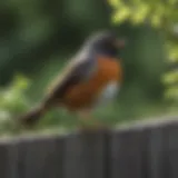 A vibrant American Robin perched on a garden fence