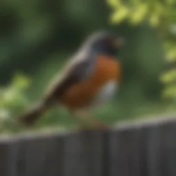 A vibrant American Robin perched on a garden fence