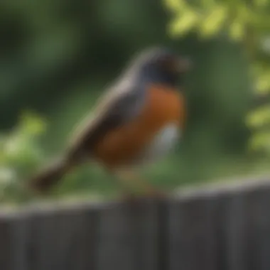 American Robin in a Washington Backyard A vibrant American Robin perched on a garden fence
