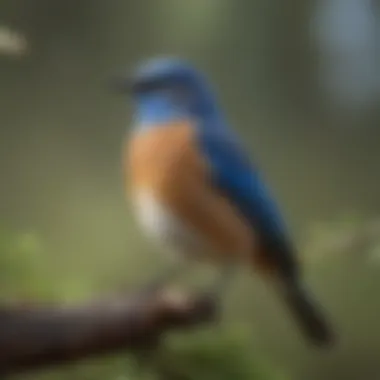 A majestic Western Bluebird sitting on a branch