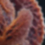 Microscopic view of lung tissue with crystallization
