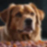 Healthy gut bacteria in dogs