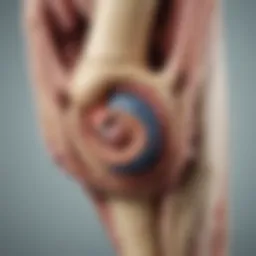 Illustration depicting the anatomy of a joint affected by ankylosis