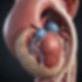Aortic valve anatomy and its role in heart function
