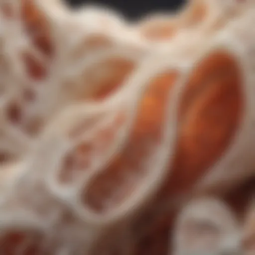 Illustration depicting the structure of bone tissue