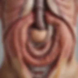 Illustration of the anatomical location of cardia stomach cancer