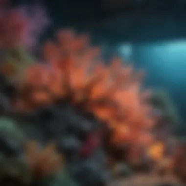 Pollution and Coral Ecosystems Impact of pollution on coral reefs under artificial light