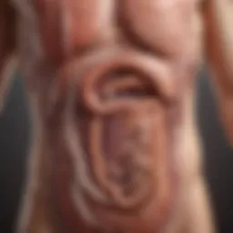 Illustration of the digestive system affected by chemotherapy