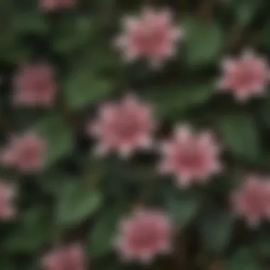 Botanical Characteristics of Eurycoma Longifolia Botanical illustration showcasing the unique features of Eurycoma Longifolia leaves and flowers