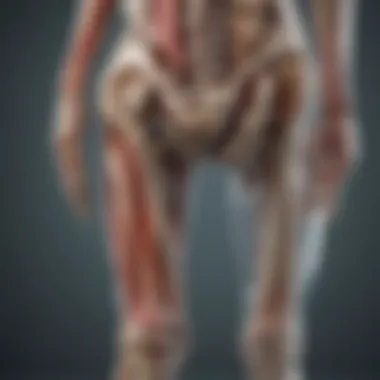 Anatomical illustration of a joint dislocation