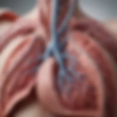 Anatomy of the Left Lobe of the Lung Illustration of lung anatomy highlighting the left lobe