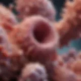 Microscopic view of mucocele formation