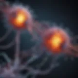 Diagram illustrating the binding sites on plasma proteins.