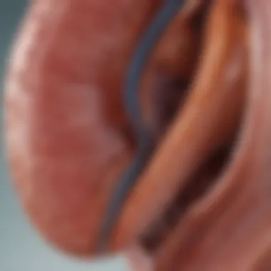Understanding Stage 2 Chronic Kidney Disease: Implications and Insights Summary Understanding Stage 2 Chronic Kidney Disease: Implications and Insights Summary