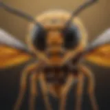 A close-up of a stinger wasp showcasing its intricate wing structure