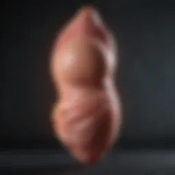 Fetal development timeline during the first trimester
