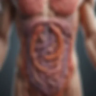 Interaction Between Gut Microbiota and the Body Diagram illustrating the interaction between gut microbiota and the body